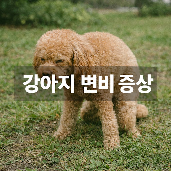 강아지 변비 증상