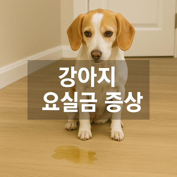 강아지 요실금 증상