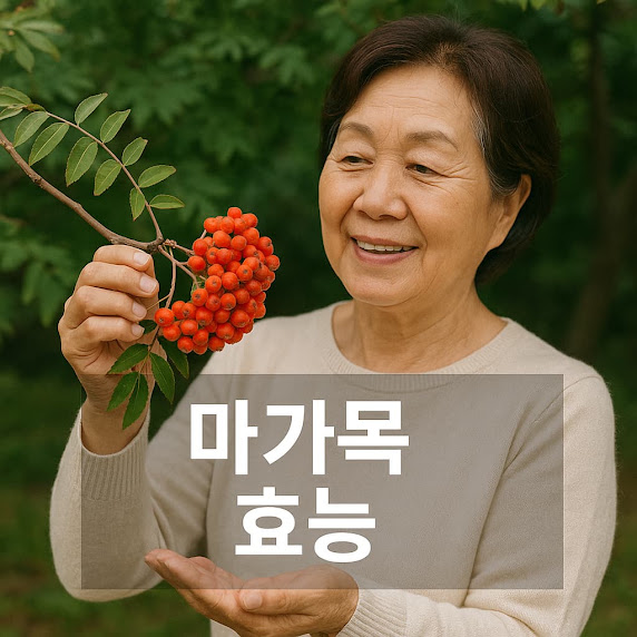 마가목 효능